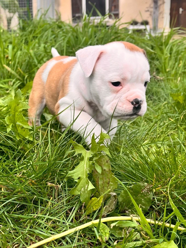 De La Truffe D’Acier - Chiot disponible  - Bulldog continental