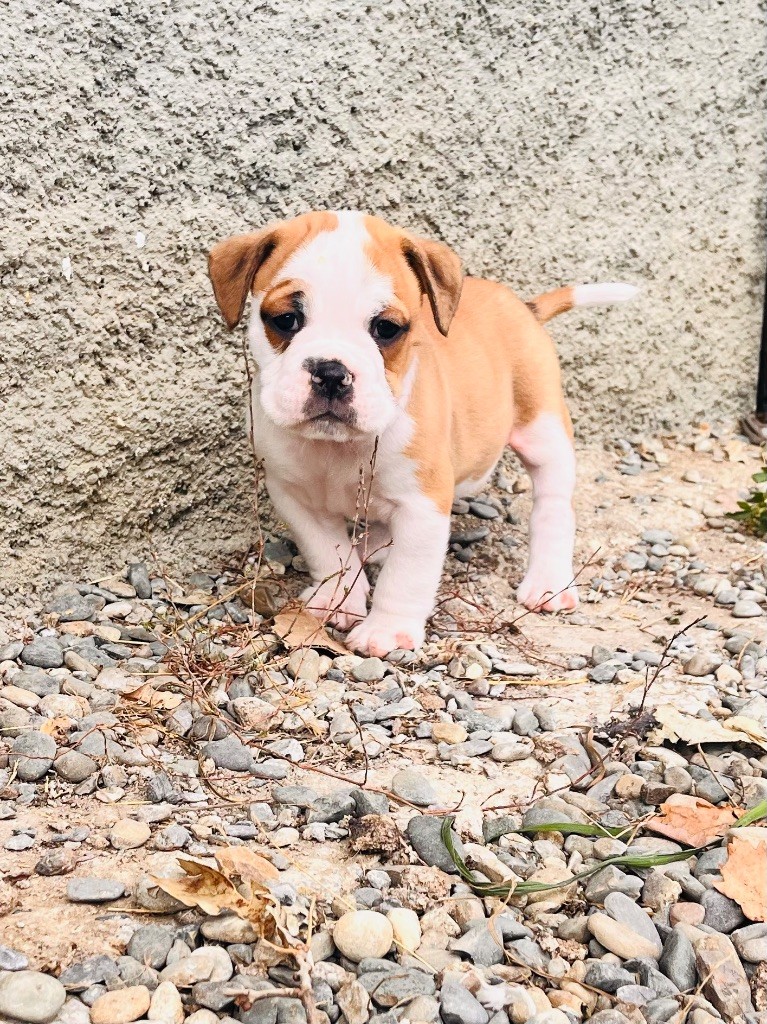 De La Truffe D’Acier - Chiot disponible  - Bulldog continental