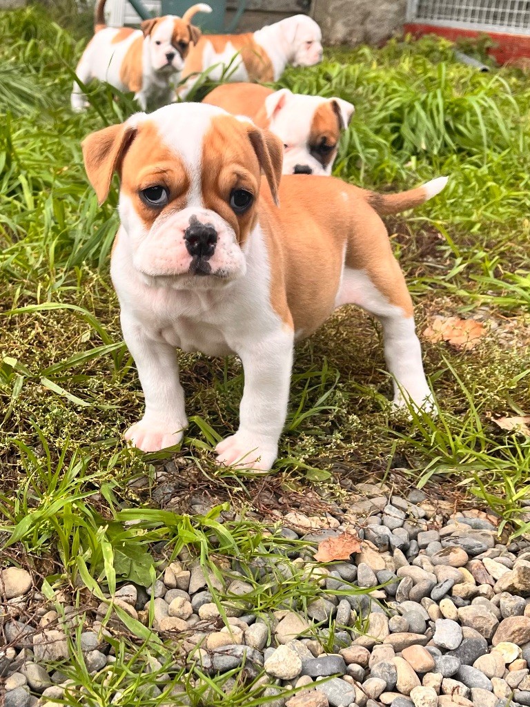 De La Truffe D’Acier - Chiot disponible  - Bulldog continental