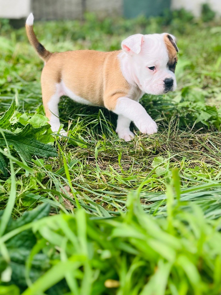 De La Truffe D’Acier - Chiot disponible  - Bulldog continental