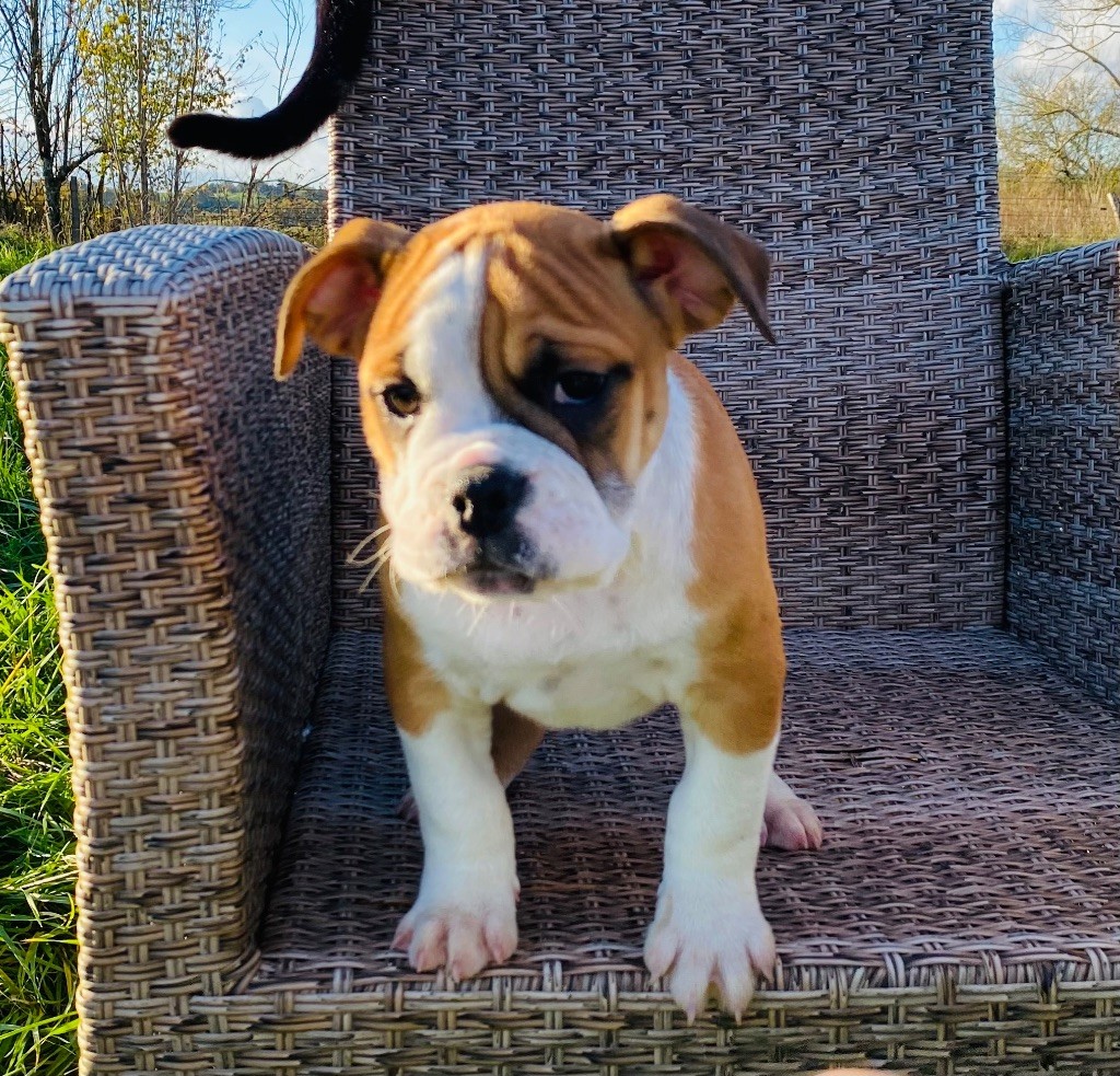 De La Truffe D’Acier - Chiot disponible  - Bulldog continental