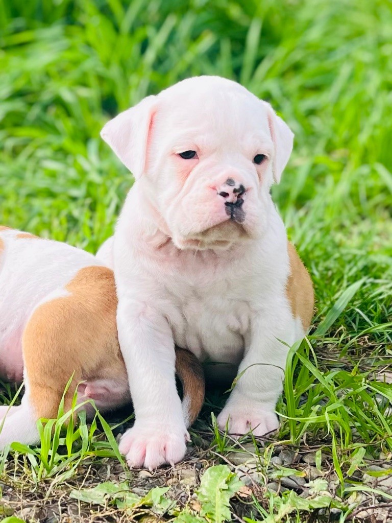 De La Truffe D’Acier - Chiot disponible  - Bulldog continental