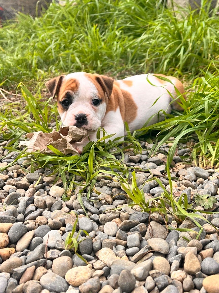 De La Truffe D’Acier - Chiot disponible  - Bulldog continental