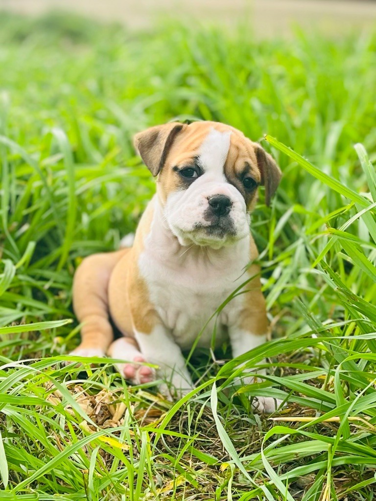 De La Truffe D’Acier - Chiot disponible  - Bulldog continental