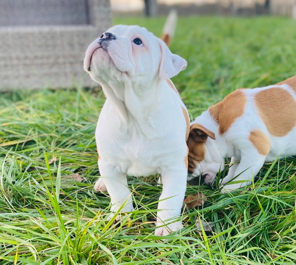 De La Truffe D’Acier - Chiot disponible  - Bulldog continental