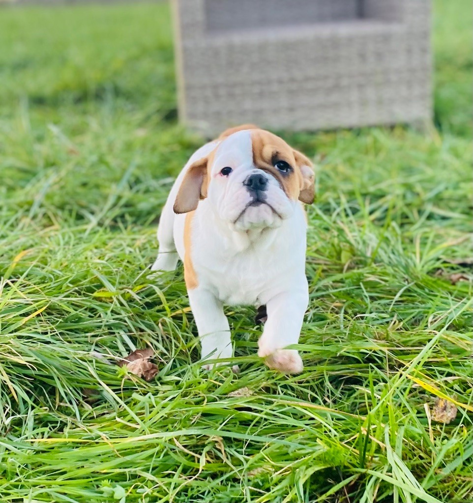 De La Truffe D’Acier - Chiot disponible  - Bulldog continental