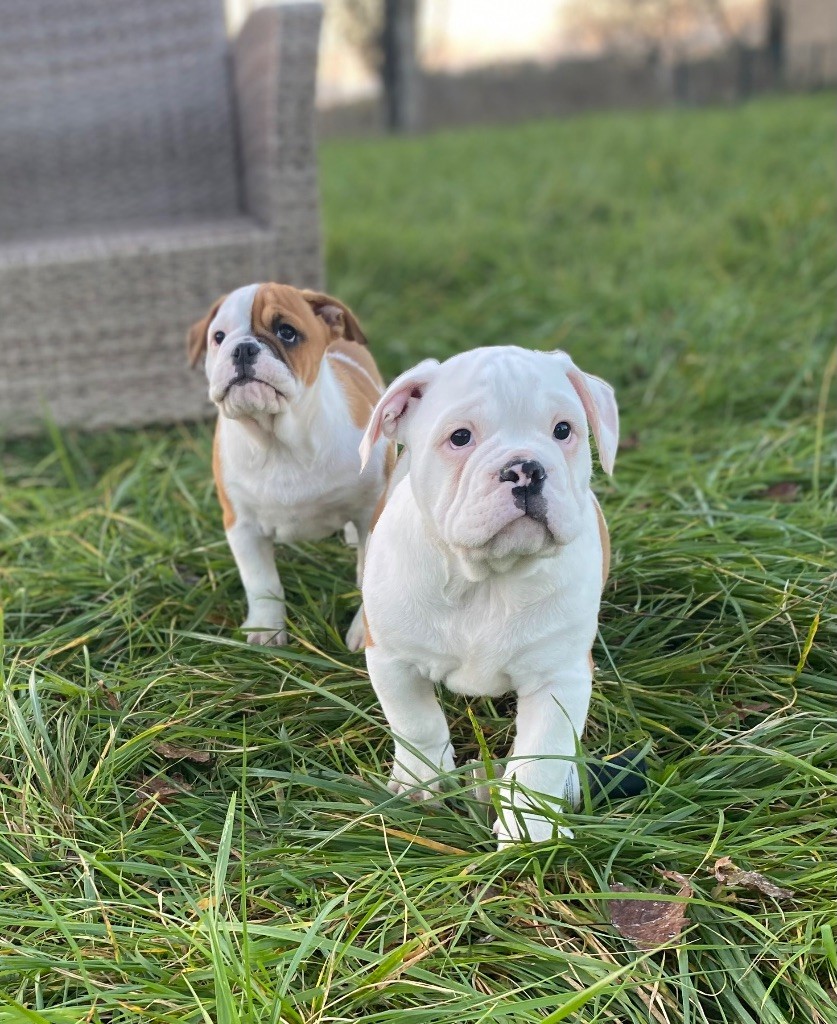 De La Truffe D’Acier - Chiot disponible  - Bulldog continental