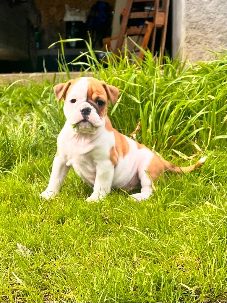 De La Truffe D’Acier - Chiot disponible  - Bulldog continental