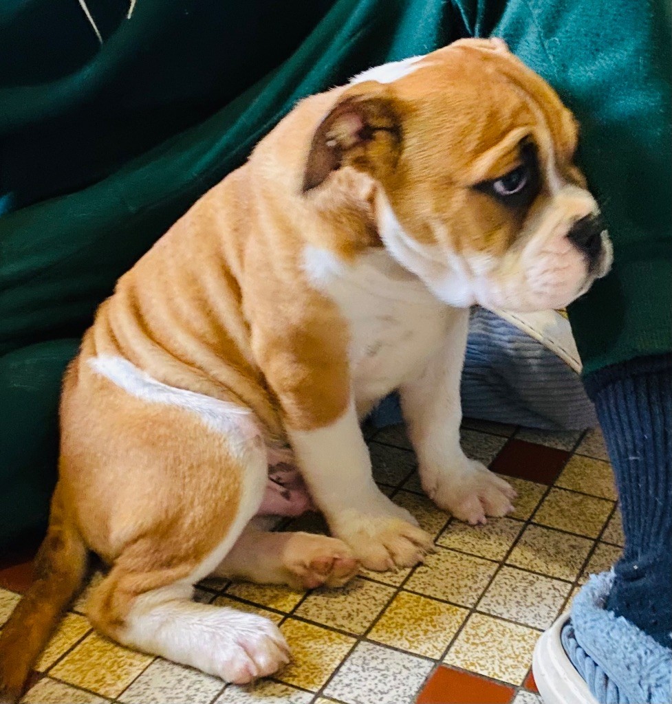 De La Truffe D’Acier - Chiot disponible  - Bulldog continental