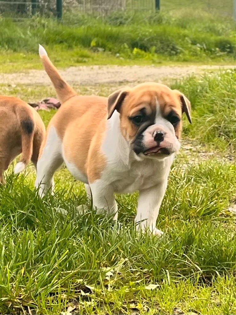 De La Truffe D’Acier - Chiot disponible  - Bulldog continental