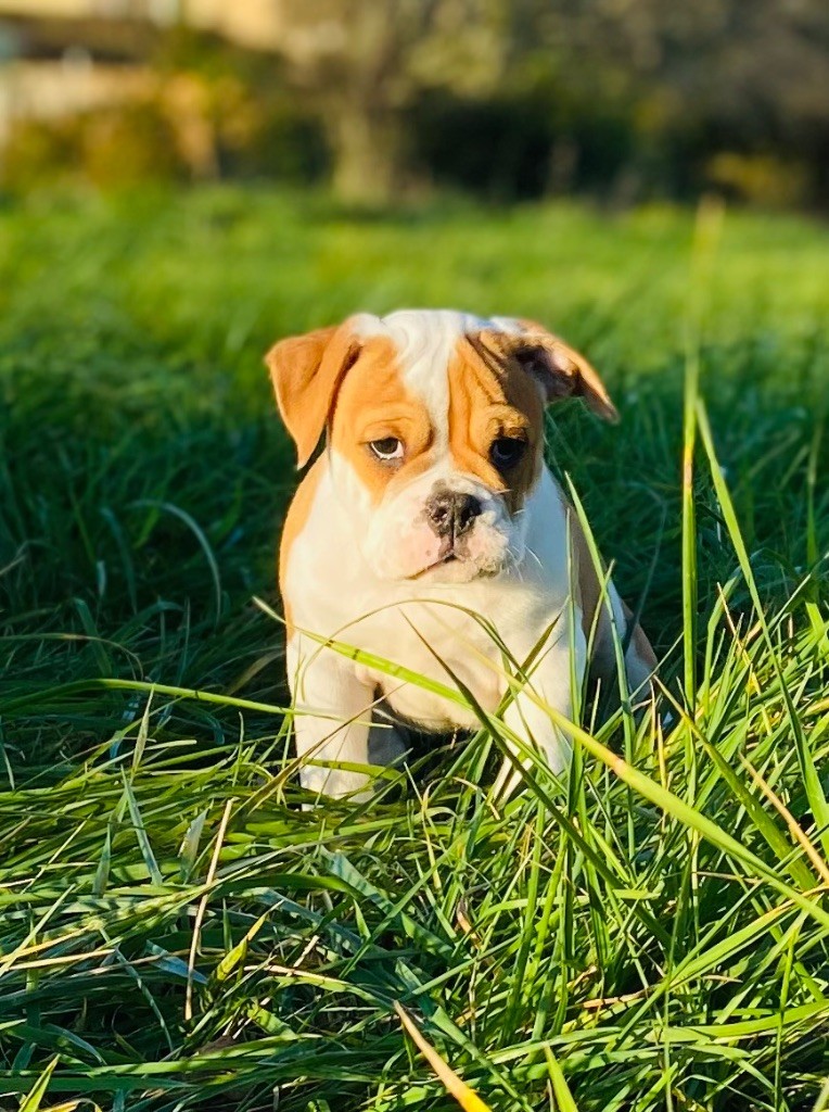 De La Truffe D’Acier - Chiot disponible  - Bulldog continental