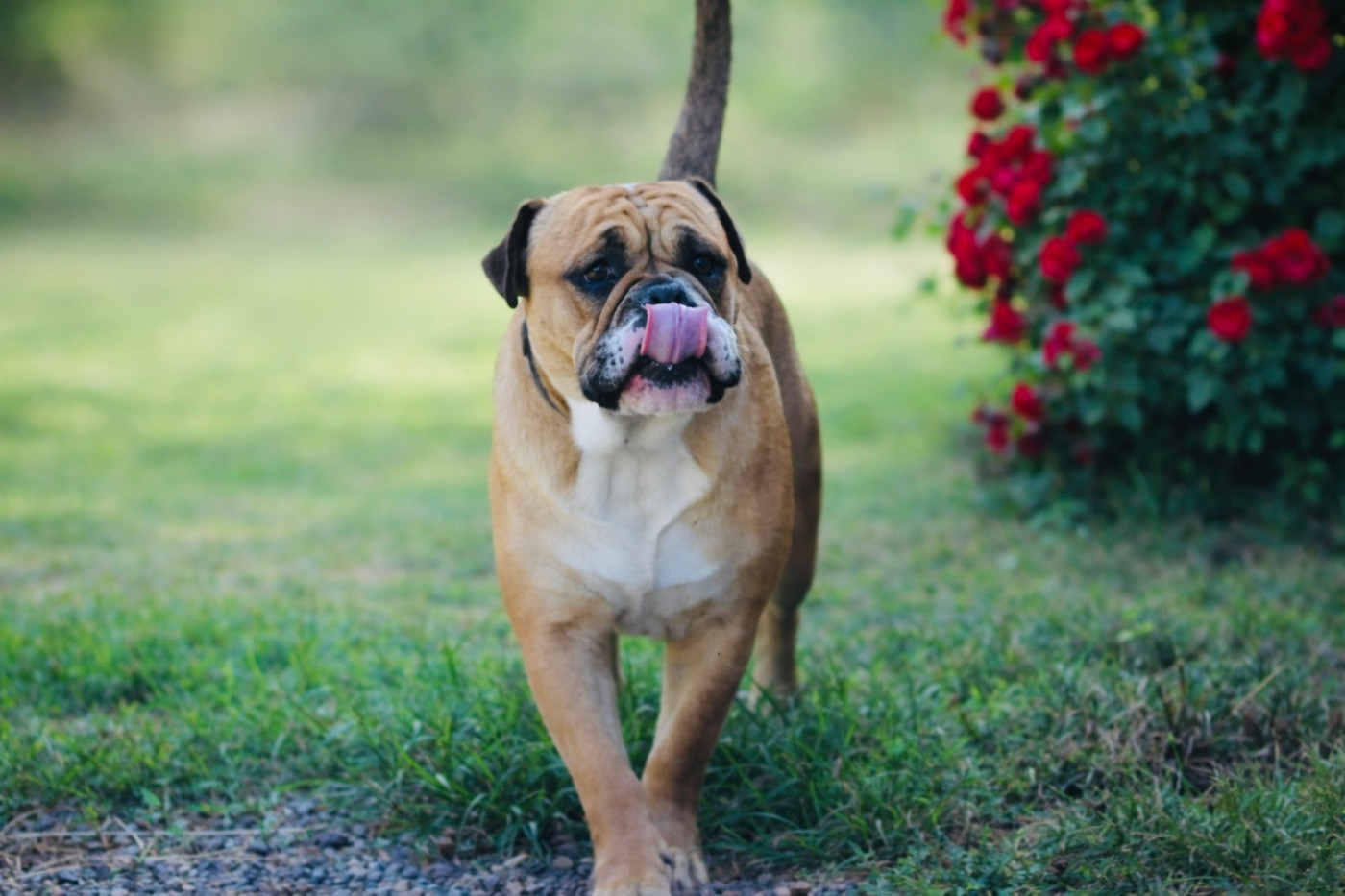 CH. Toblerone Des Pipettechorizo