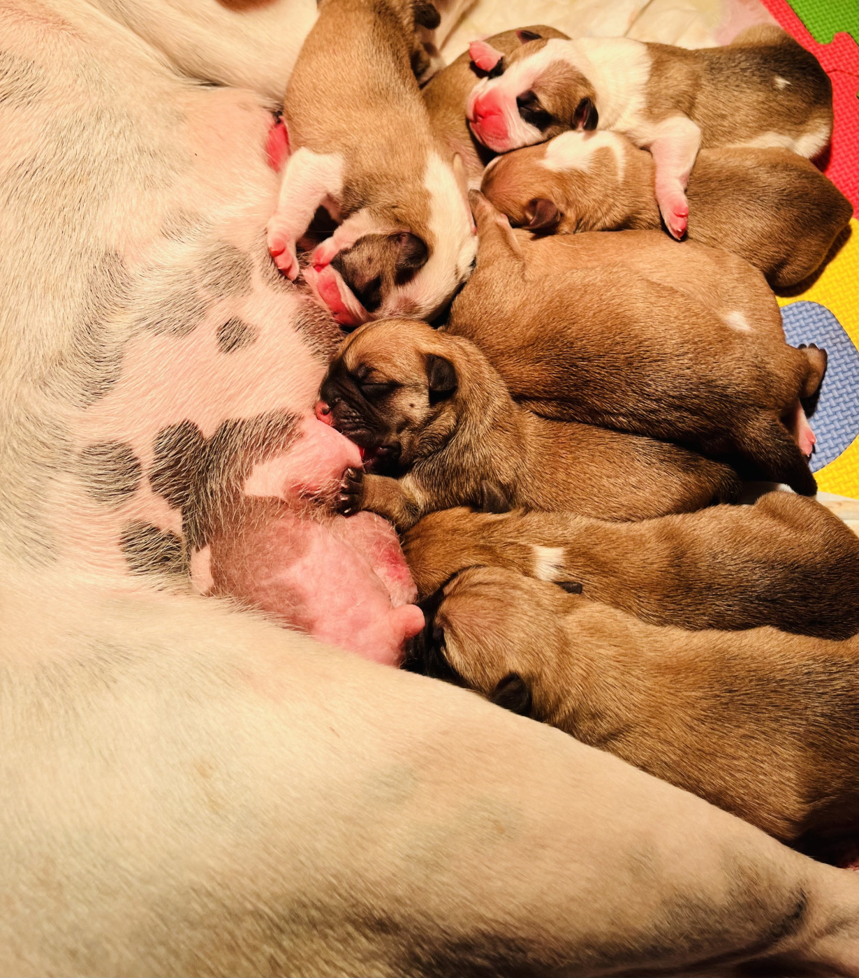 Les bb d Halloween sont nés!!! 