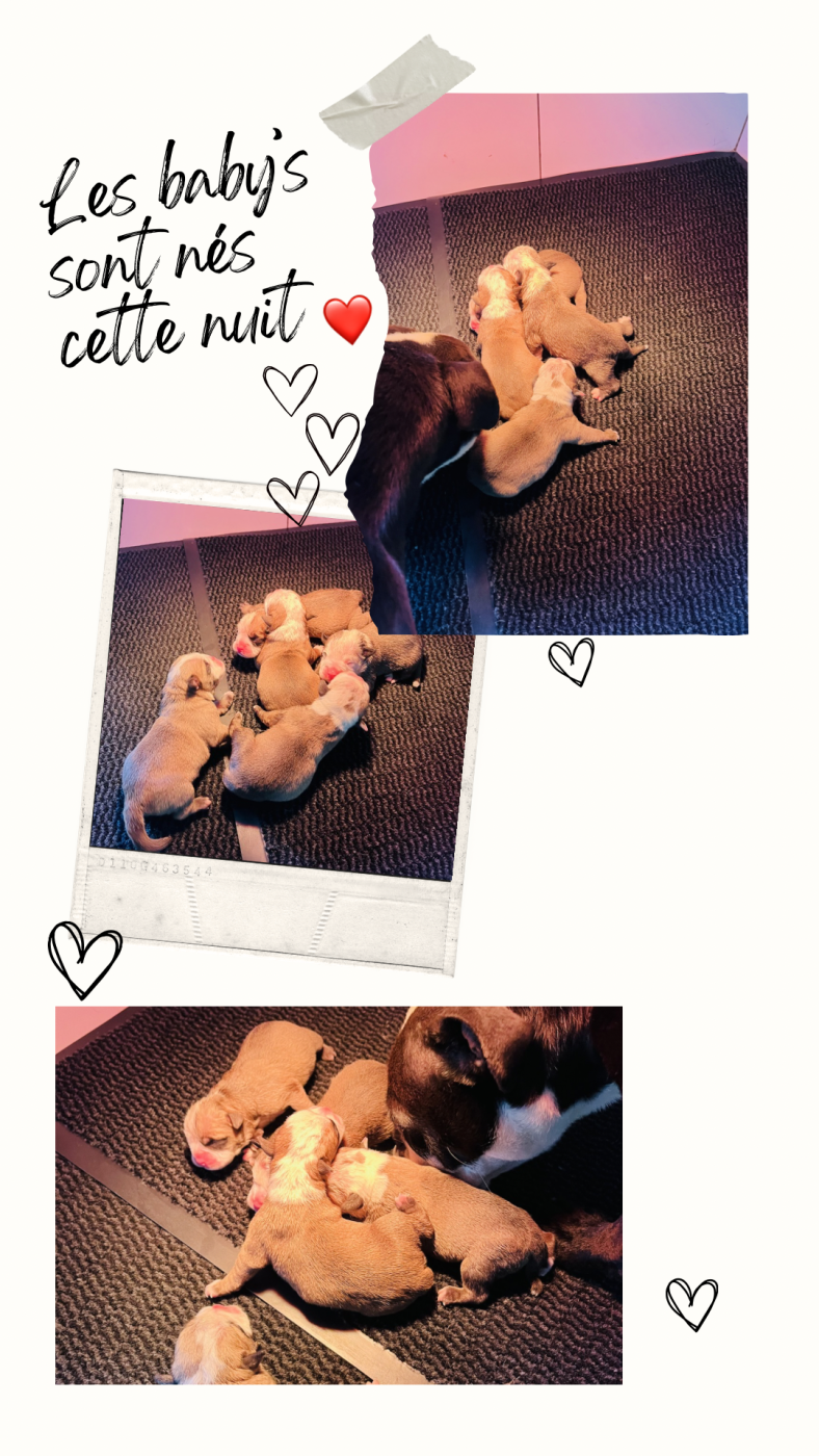 Naissance des p tits lardons cette nuit 25/03/26 ❤ 