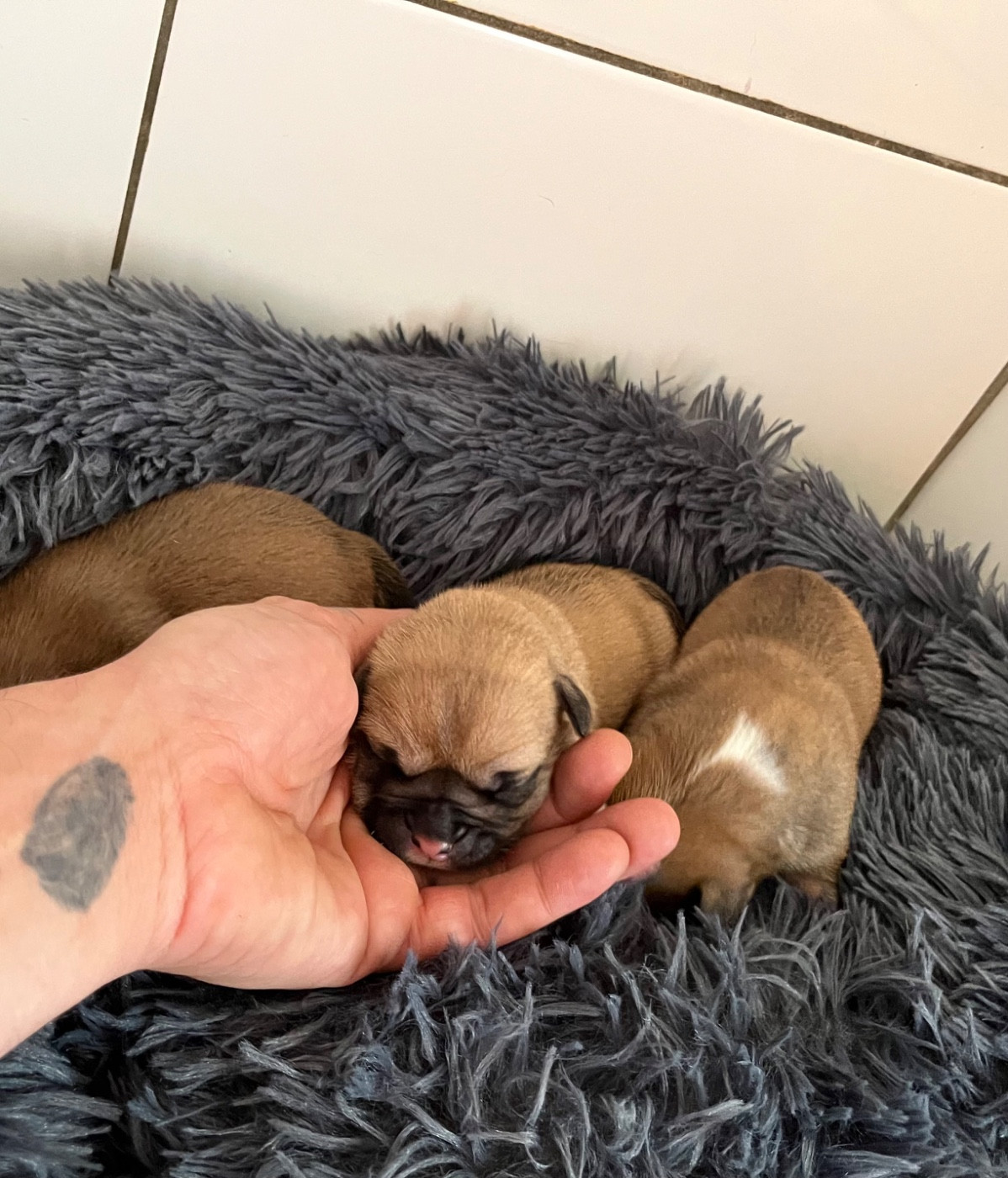 De La Truffe D’Acier - Chiots disponibles - Bulldog continental
