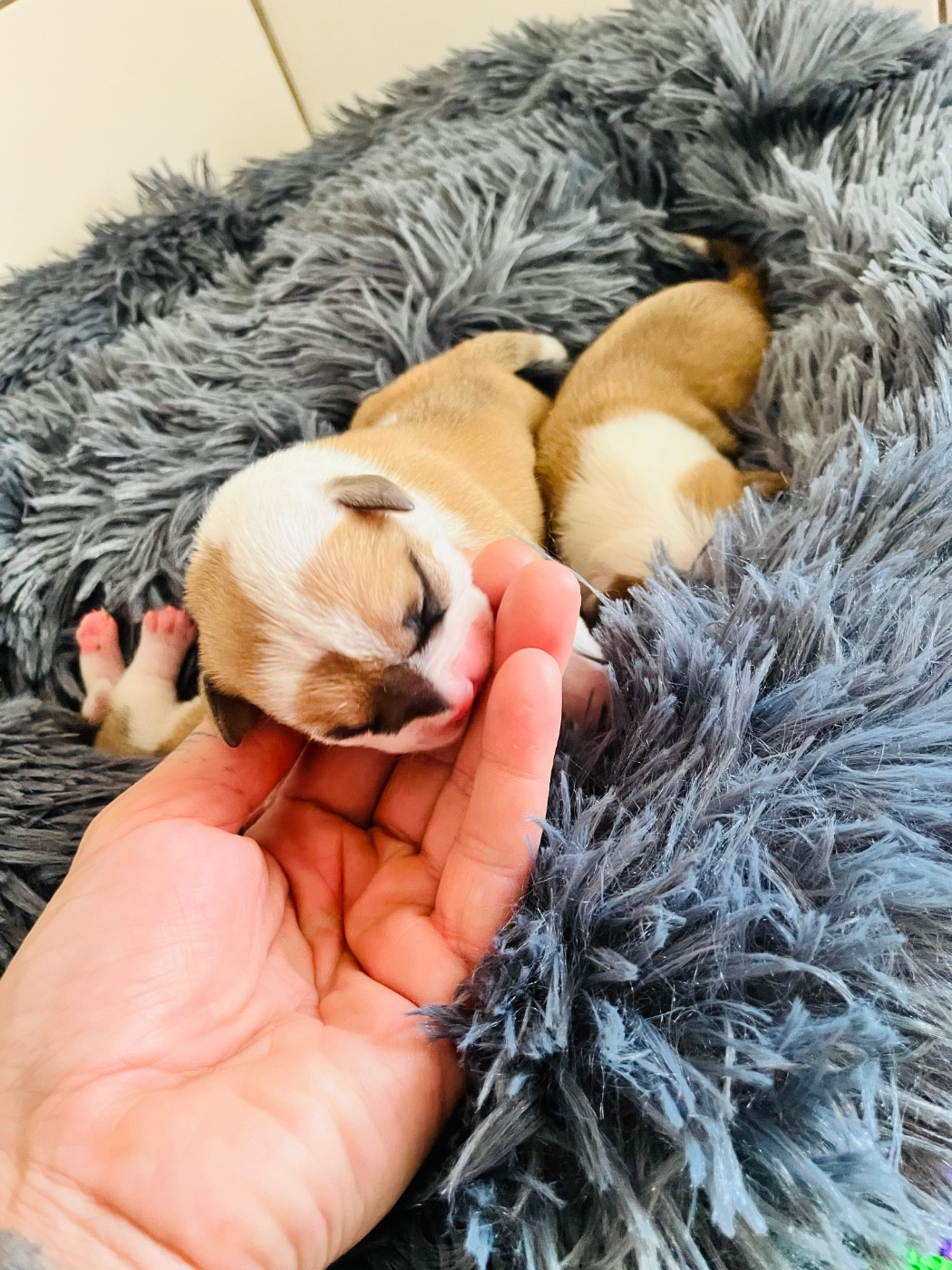 De La Truffe D’Acier - Chiots disponibles - Bulldog continental