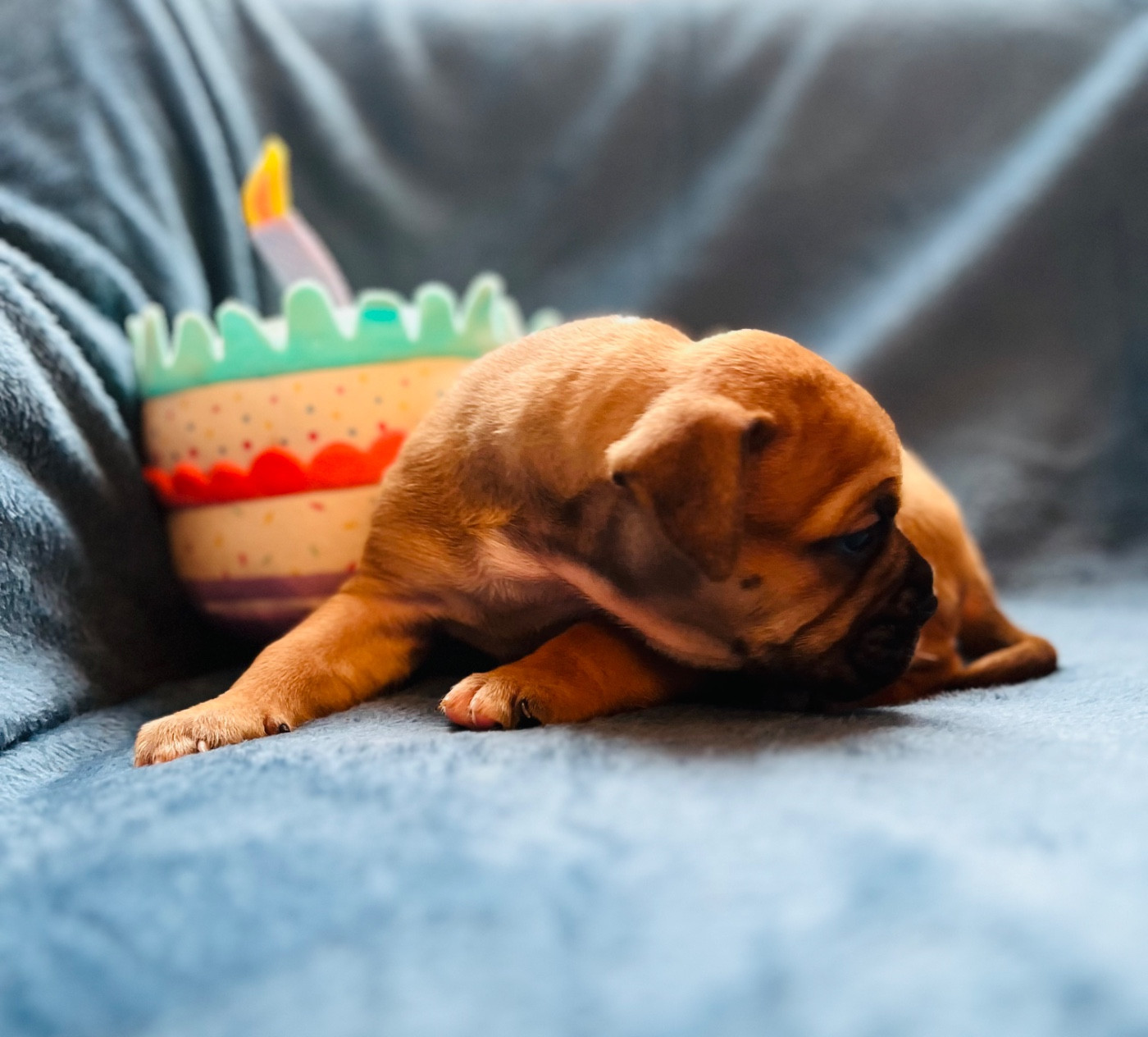 De La Truffe D’Acier - Chiots disponibles - Bulldog continental