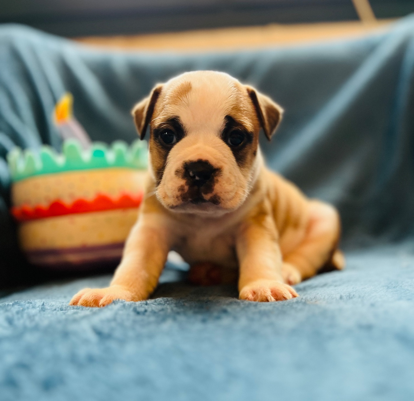 De La Truffe D’Acier - Chiots disponibles - Bulldog continental