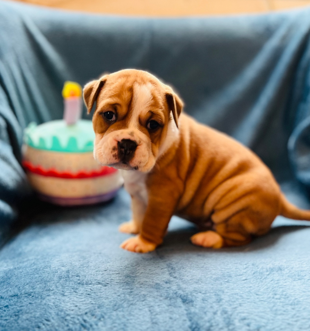 De La Truffe D’Acier - Chiots disponibles - Bulldog continental