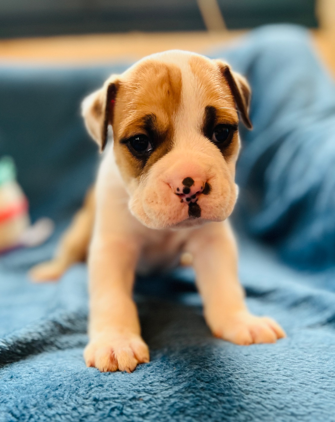 De La Truffe D’Acier - Chiots disponibles - Bulldog continental
