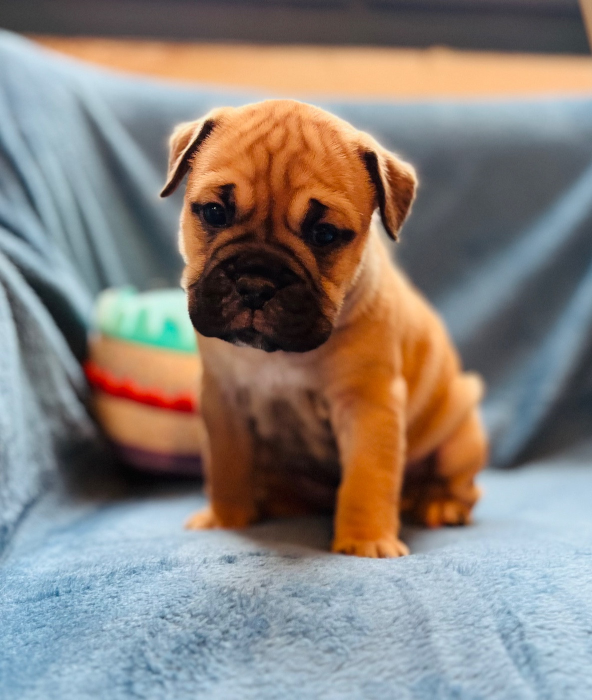 De La Truffe D’Acier - Chiots disponibles - Bulldog continental