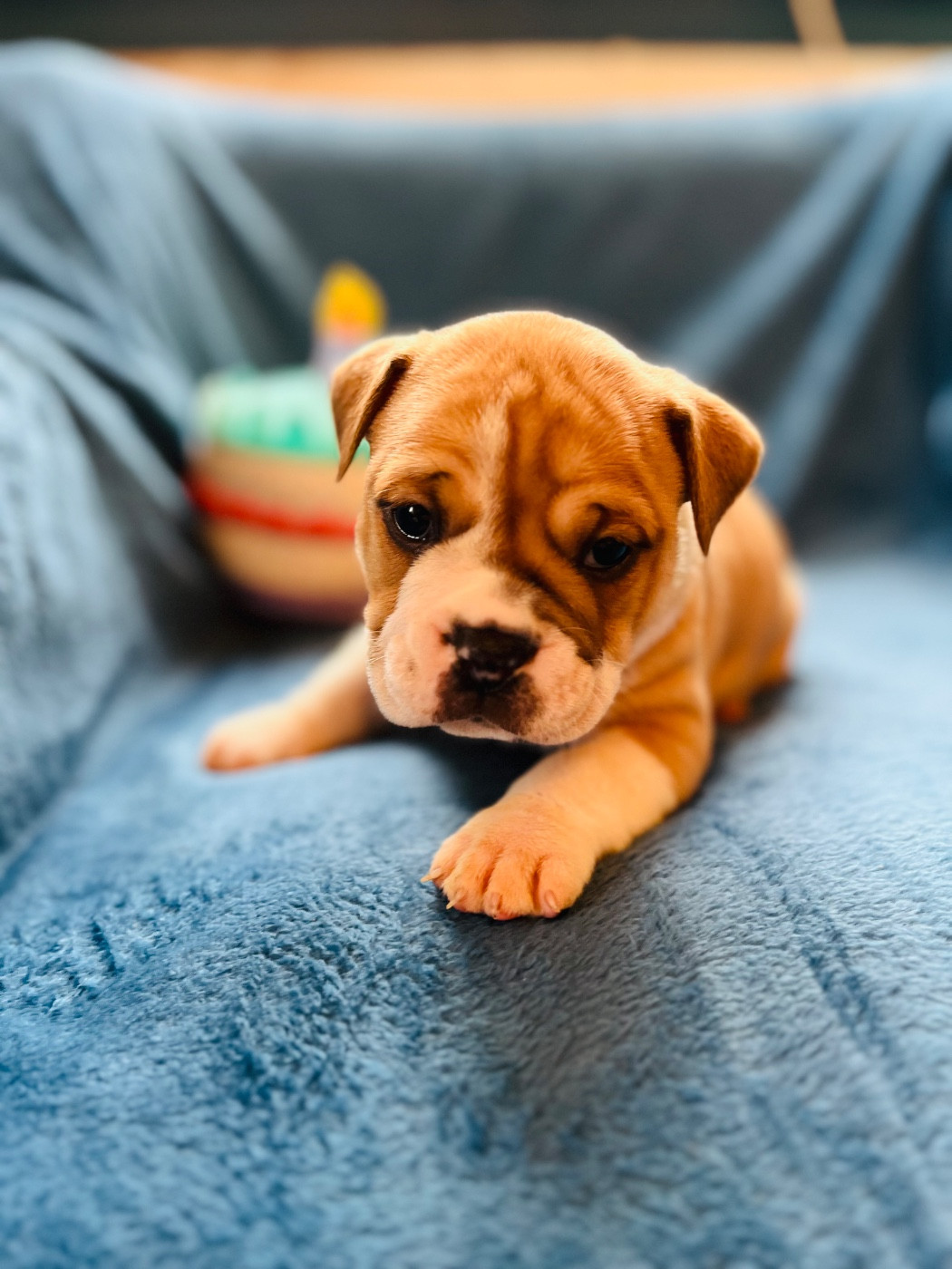 De La Truffe D’Acier - Chiots disponibles - Bulldog continental