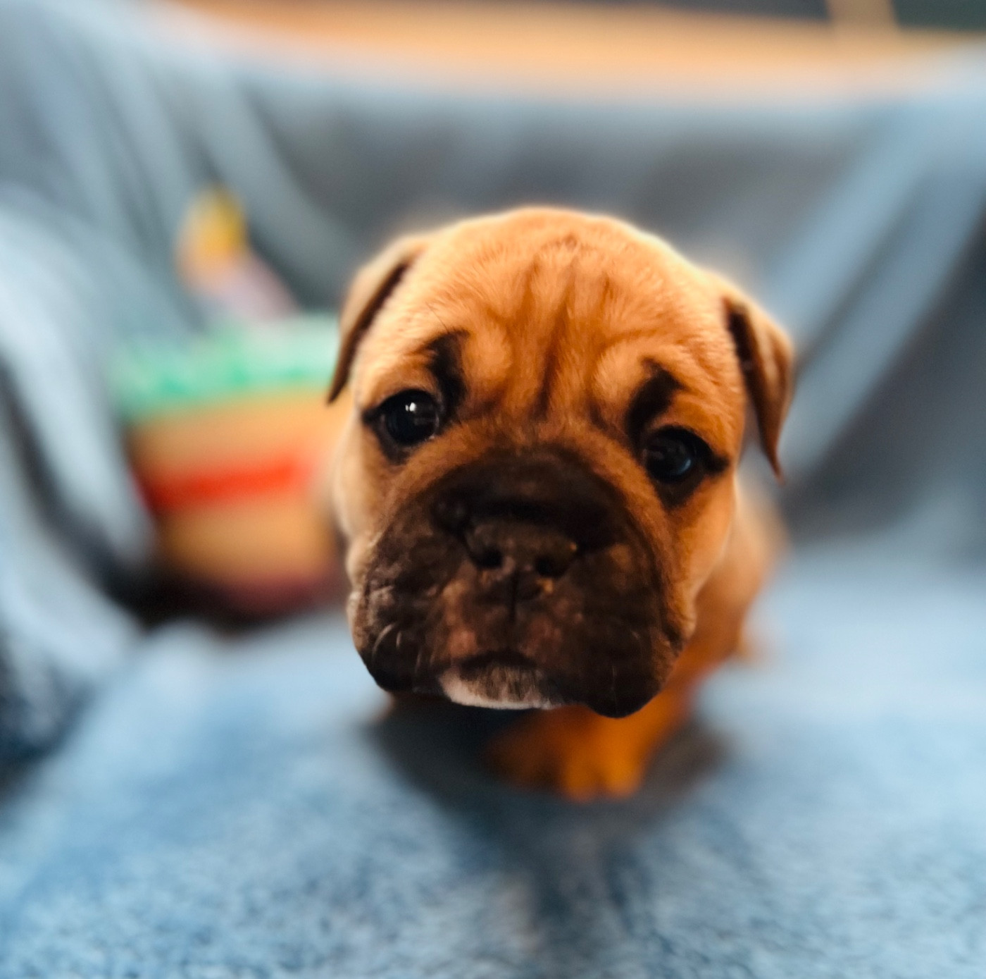 De La Truffe D’Acier - Chiots disponibles - Bulldog continental
