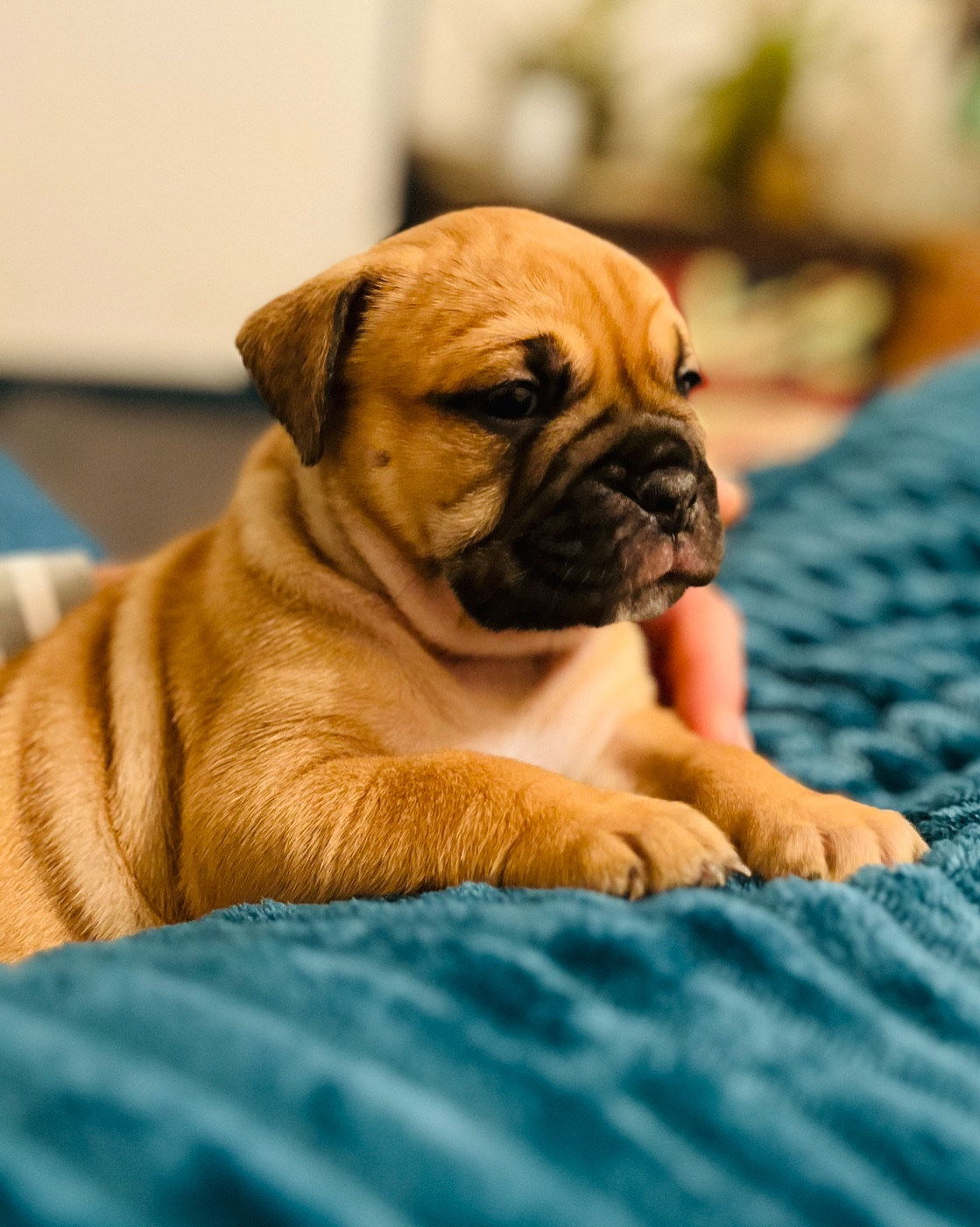 De La Truffe D’Acier - Chiots disponibles - Bulldog continental