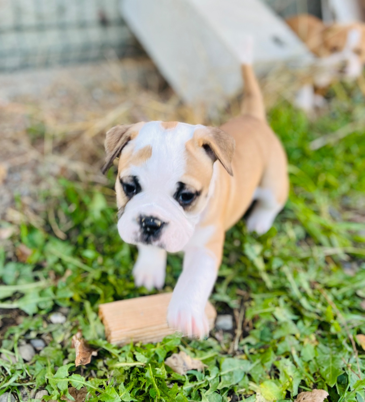 De La Truffe D’Acier - Chiots disponibles - Bulldog continental