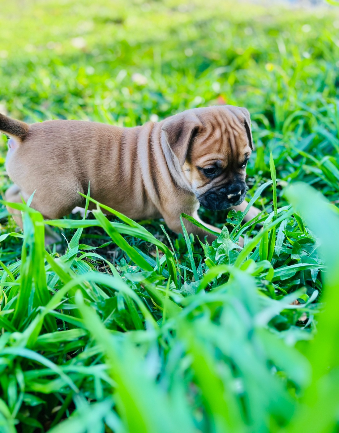 De La Truffe D’Acier - Chiots disponibles - Bulldog continental