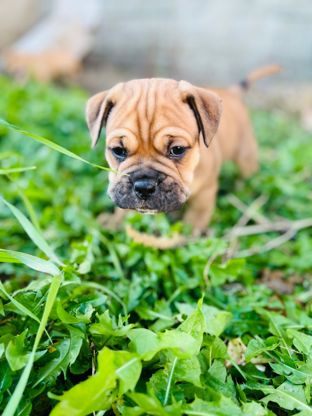 De La Truffe D’Acier - Chiots disponibles - Bulldog continental