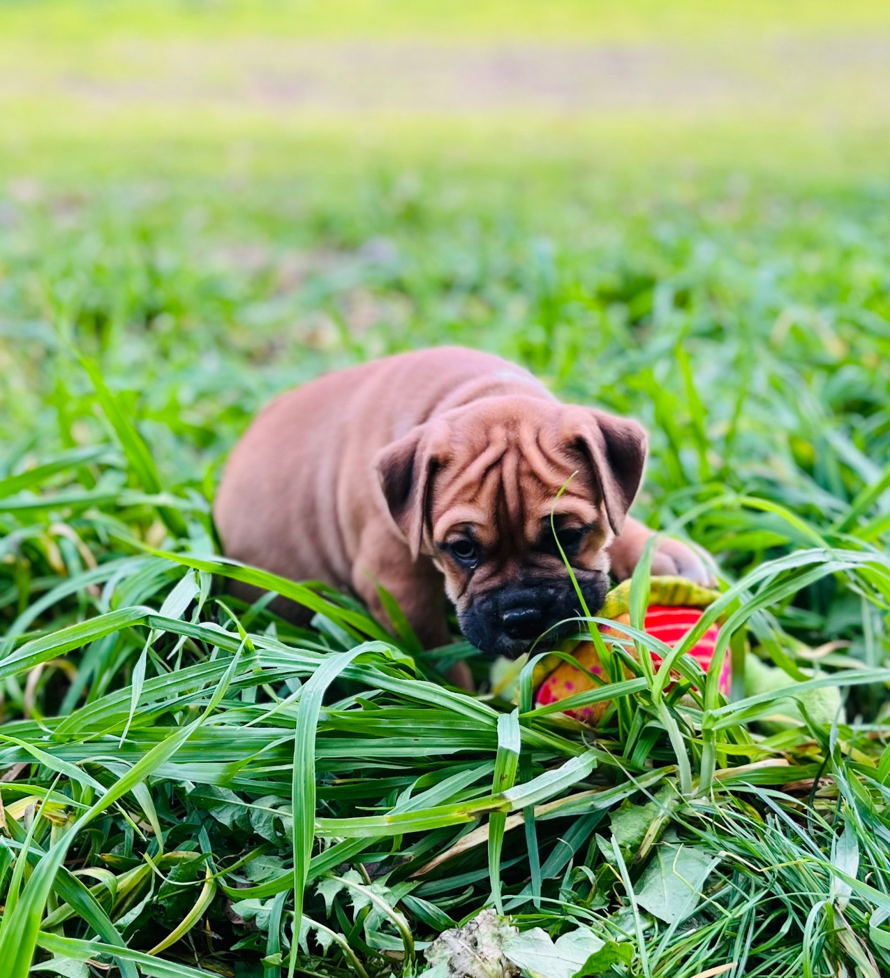 De La Truffe D’Acier - Chiots disponibles - Bulldog continental