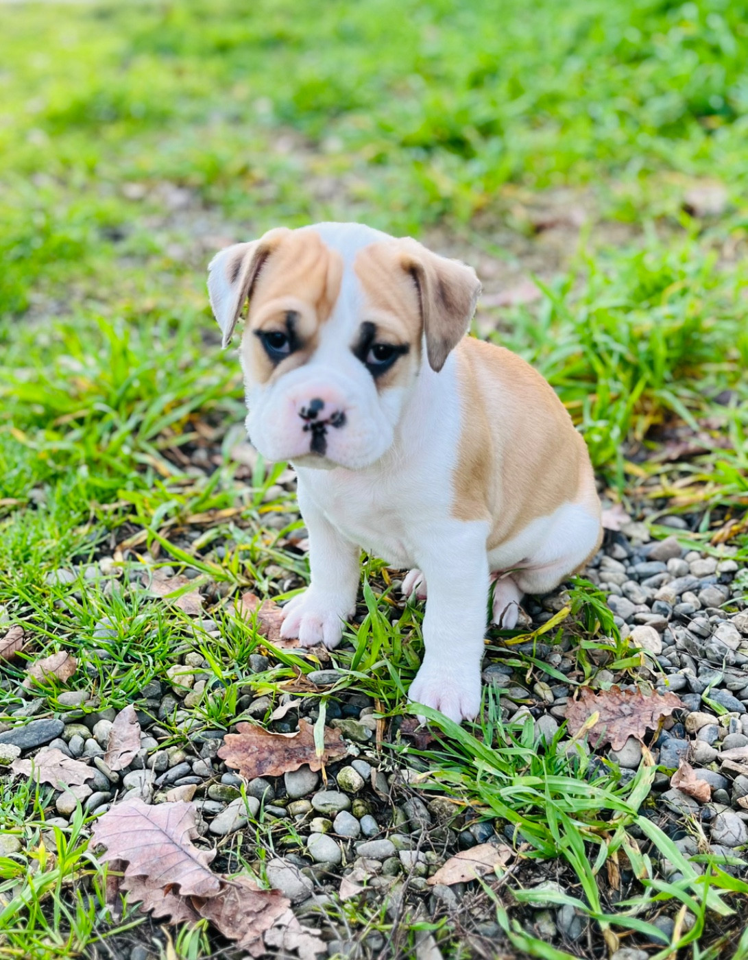 De La Truffe D’Acier - Chiots disponibles - Bulldog continental