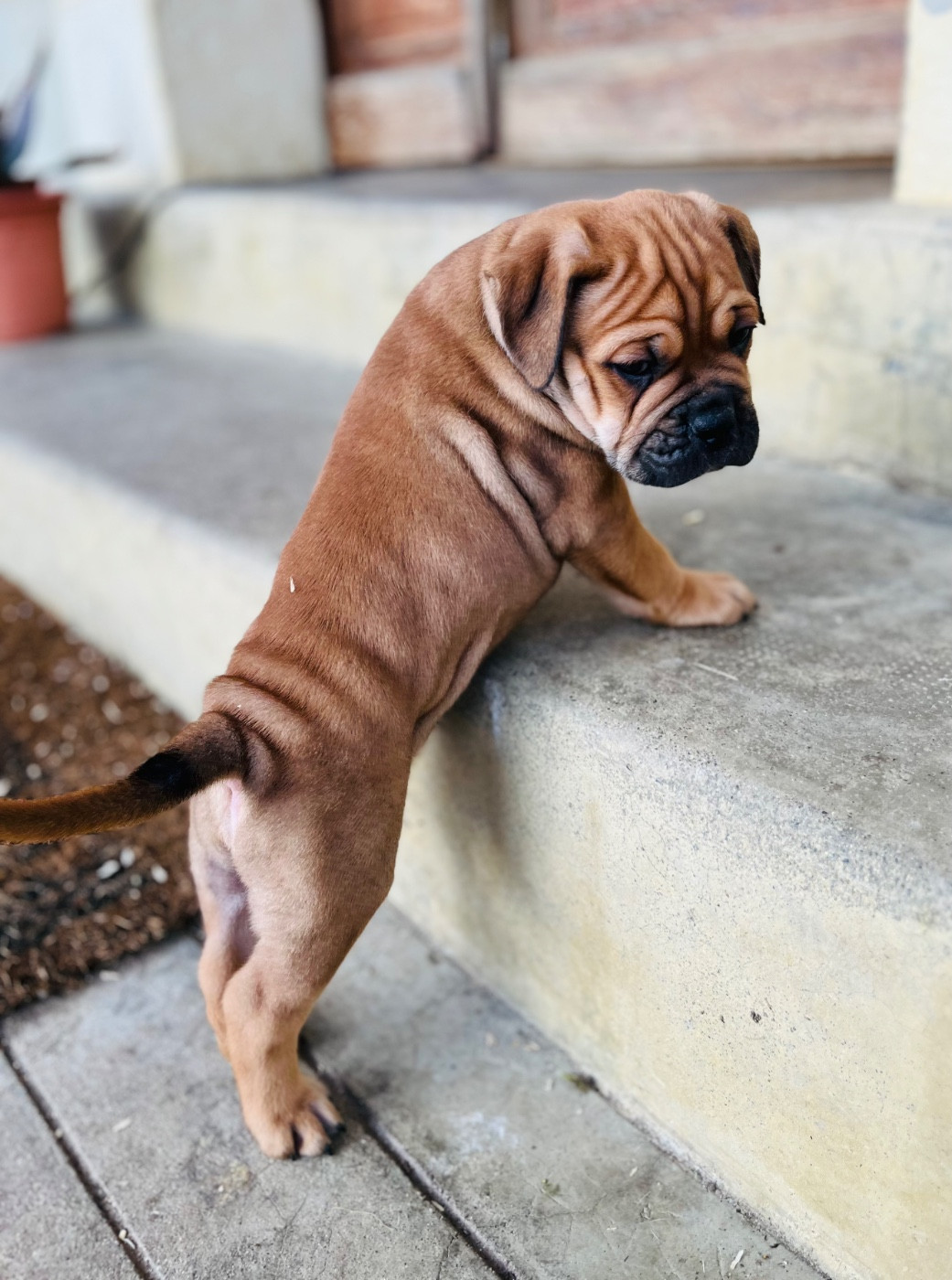 De La Truffe D’Acier - Chiots disponibles - Bulldog continental