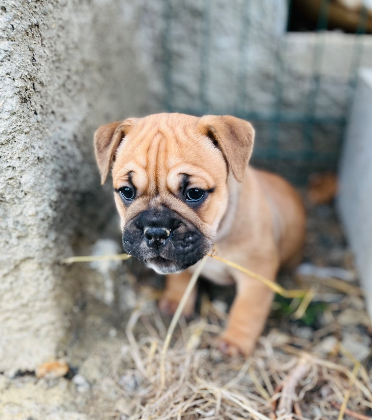 De La Truffe D’Acier - Chiots disponibles - Bulldog continental