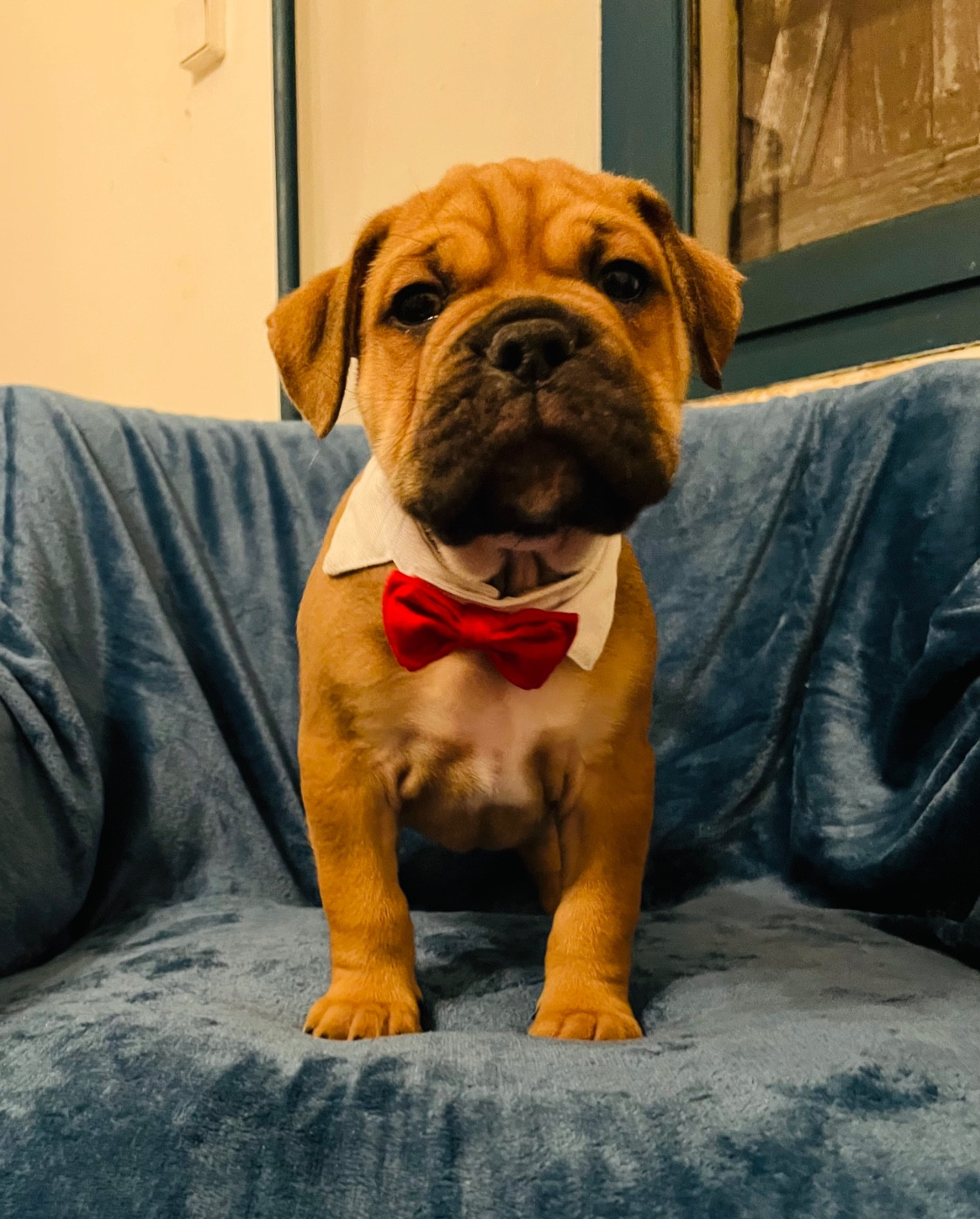 De La Truffe D’Acier - Chiots disponibles - Bulldog continental