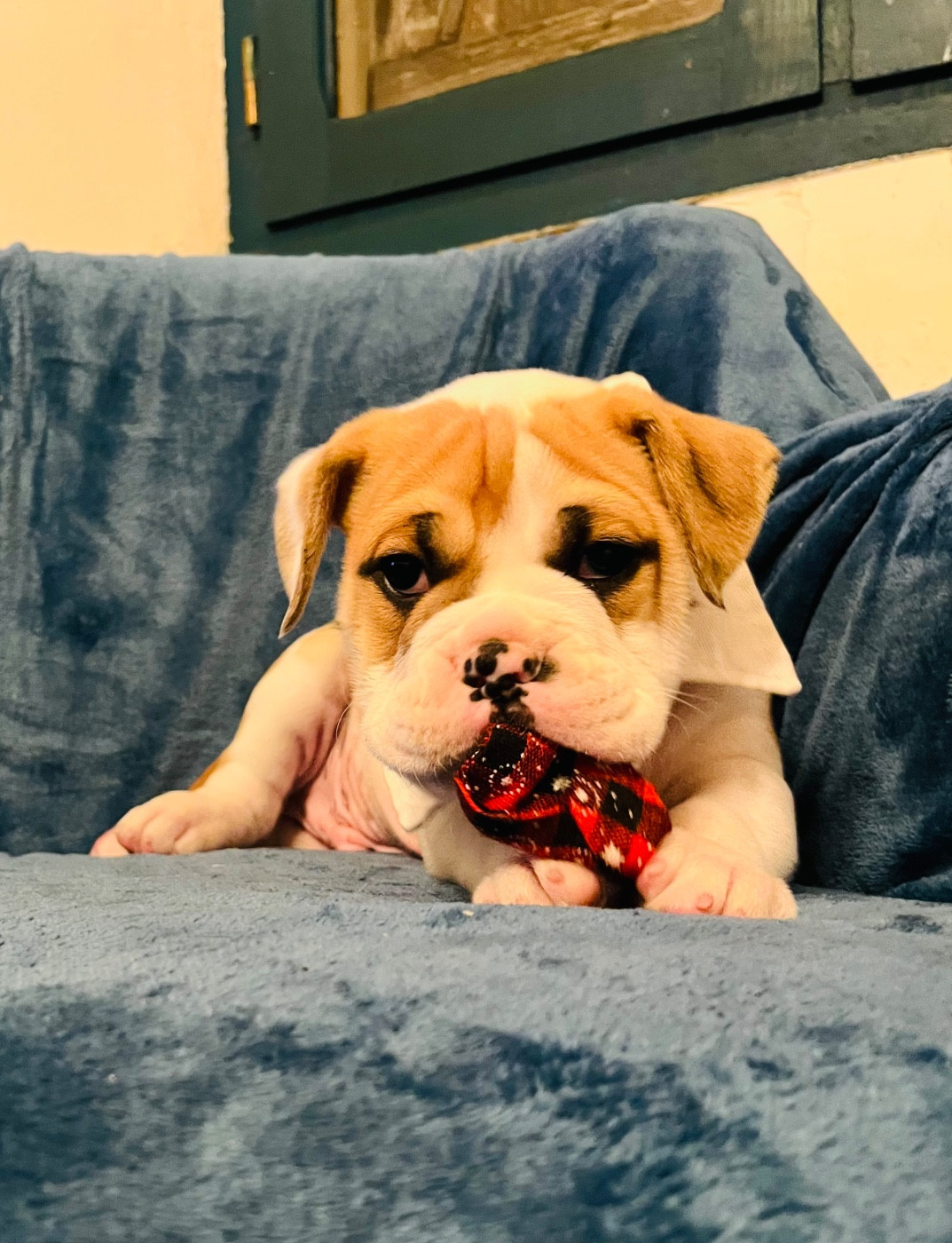 De La Truffe D’Acier - Chiots disponibles - Bulldog continental