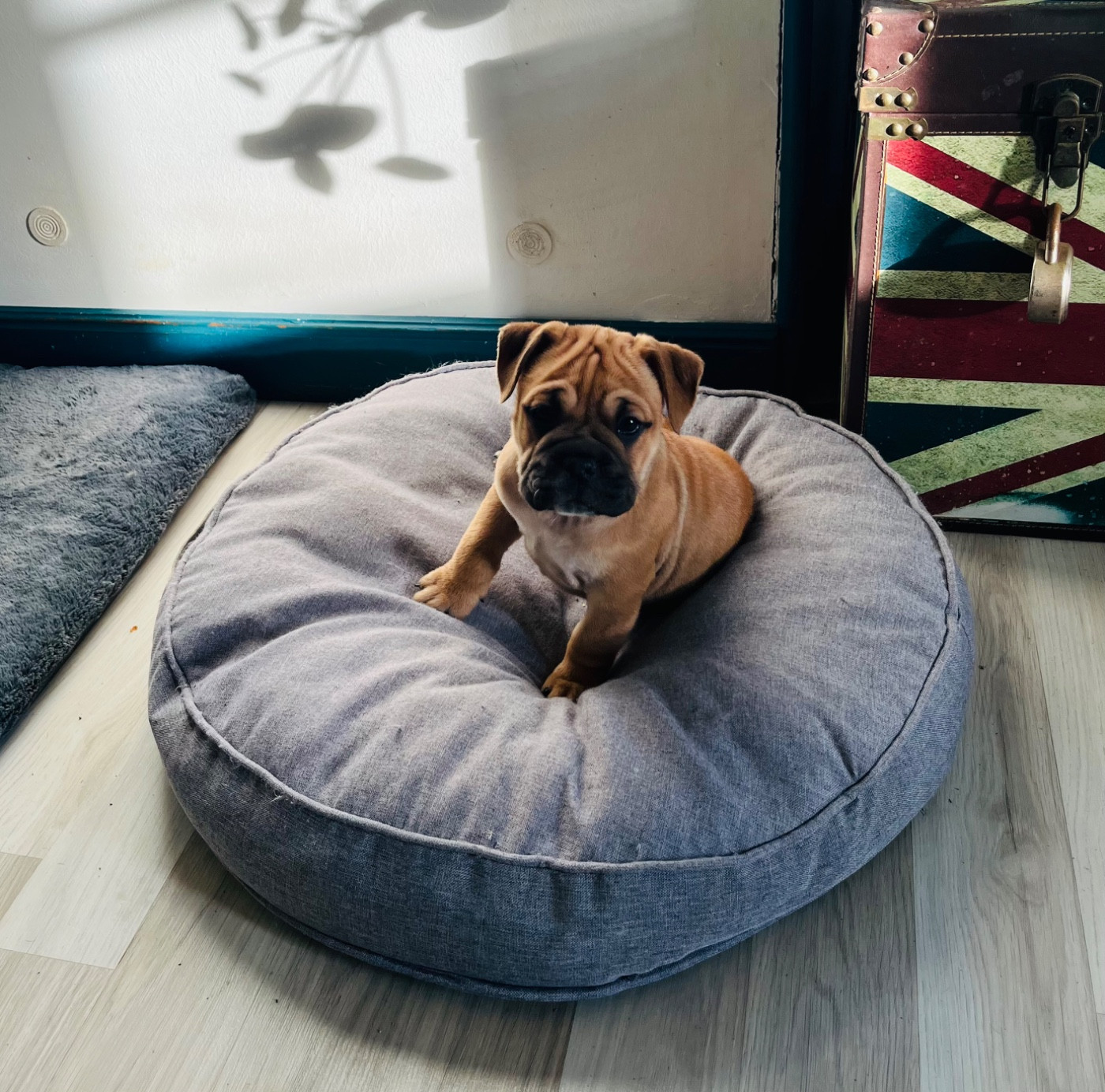 De La Truffe D’Acier - Bulldog continental - Portée née le 31/10/2025