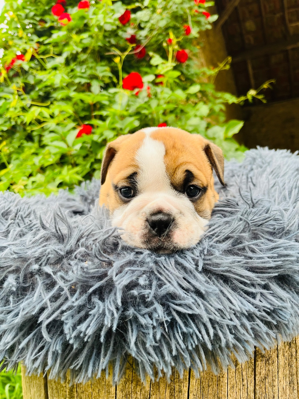 De La Truffe D’Acier - Chiots disponibles - Bulldog continental