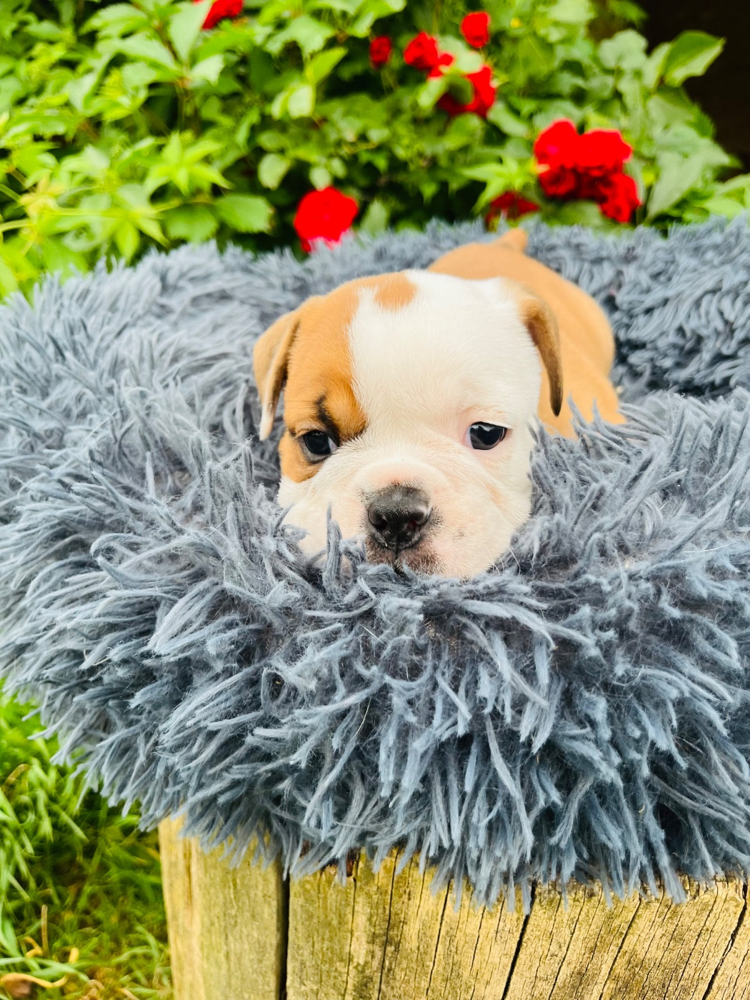 De La Truffe D’Acier - Chiots disponibles - Bulldog continental