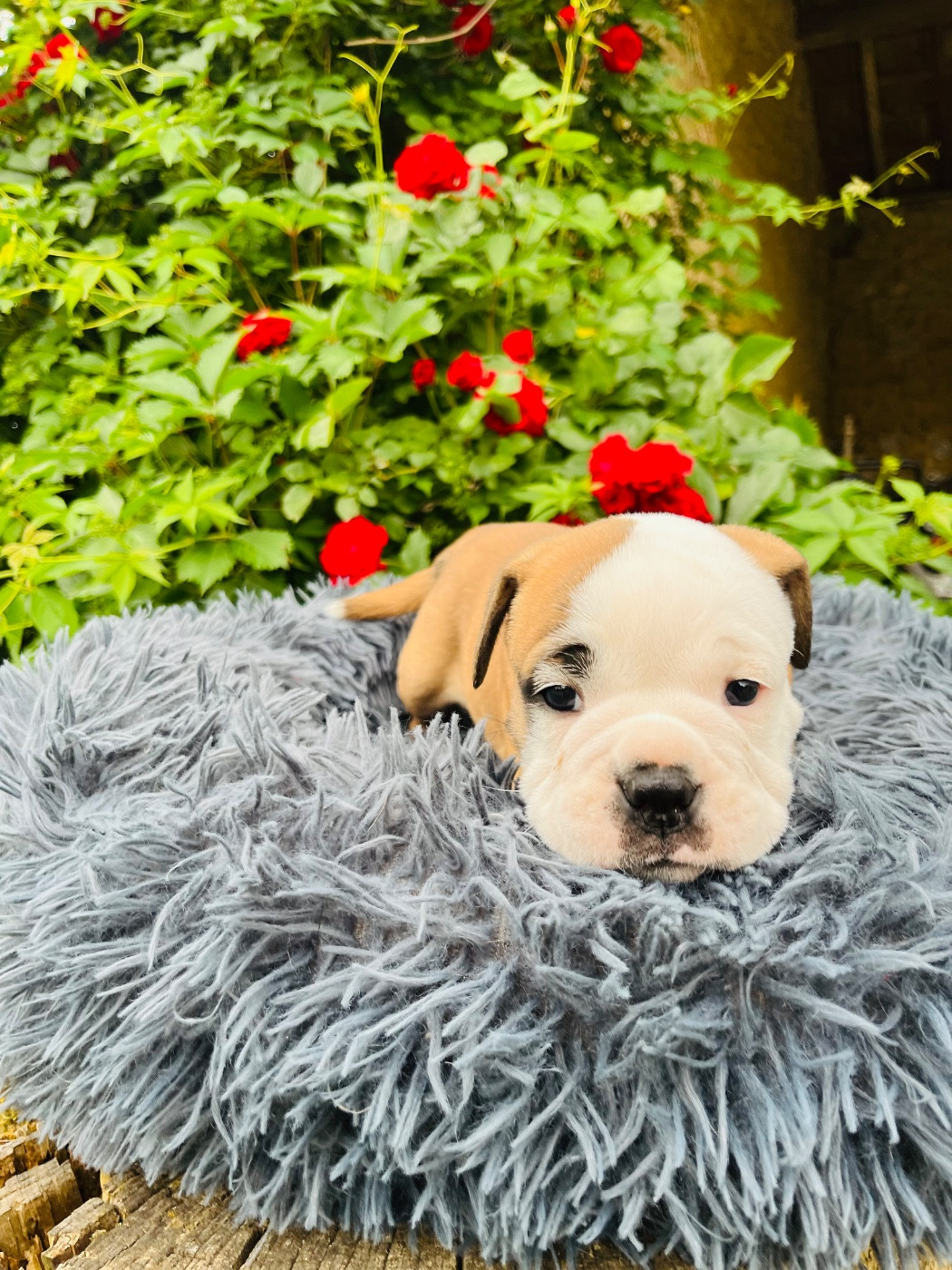 De La Truffe D’Acier - Chiots disponibles - Bulldog continental