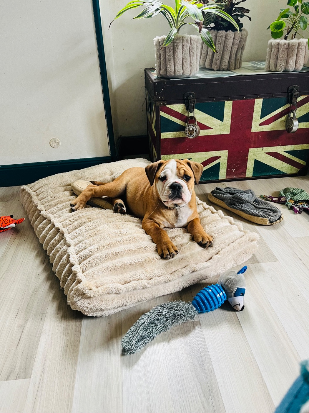 De La Truffe D’Acier - Chiots disponibles - Bulldog continental